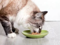 娱乐吃瓜酱不如猫,揭秘娱乐圈幕后真相