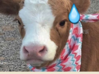 娱乐吃瓜酱文字,吃瓜酱带你领略幕后风云