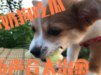 娱乐吃瓜君奶狗,娱乐吃瓜君的甜蜜瓜田之旅